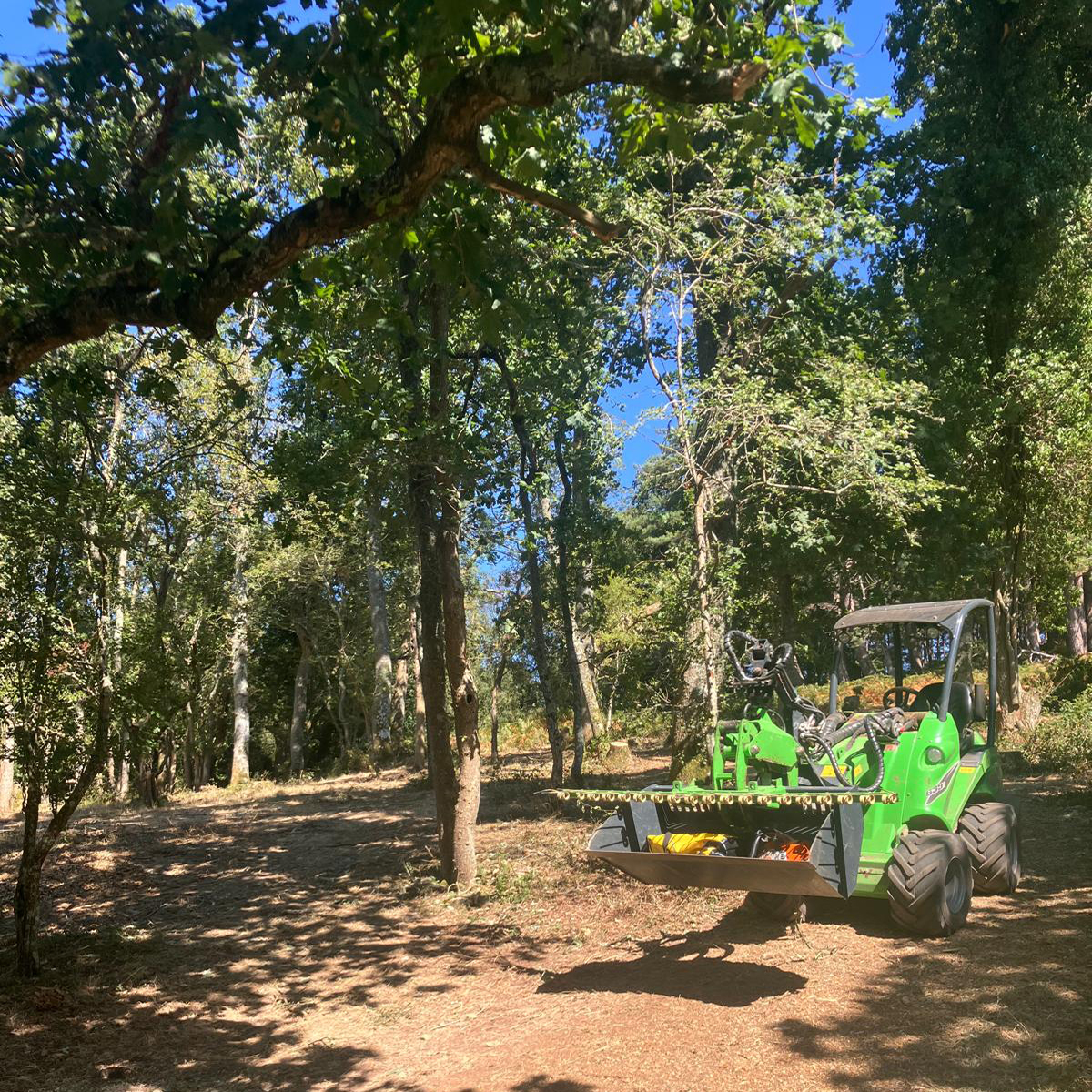 Enhance the beauty and growth of your trees while maintaining safety.