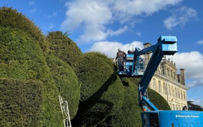 Winter Work at Kingston Lacy: Annual Taxus Hedge Trimming